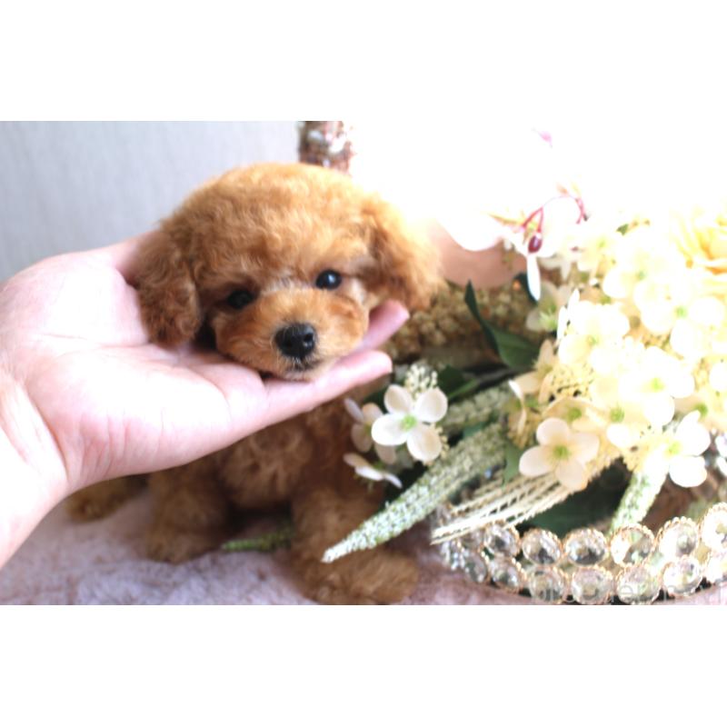 販売中の茨城県のタイニープードル-425477の2枚目