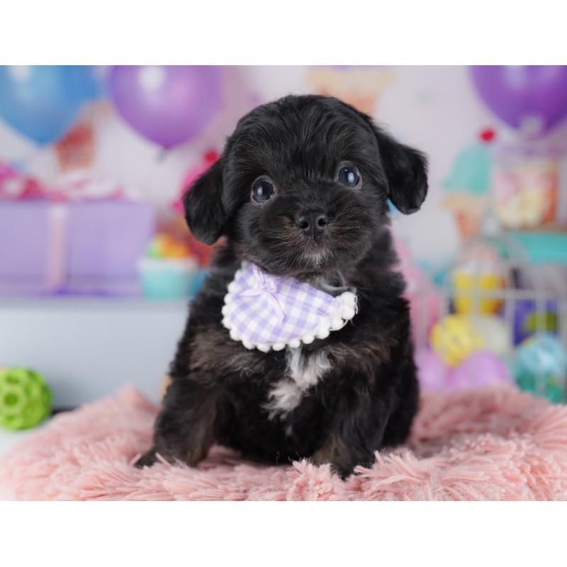 販売中の神奈川県のチワプー:チワワ×トイプードル-425478の16枚目