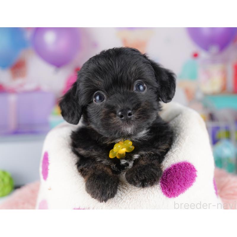 販売中の神奈川県のチワプー:チワワ×トイプードル-425478の15枚目