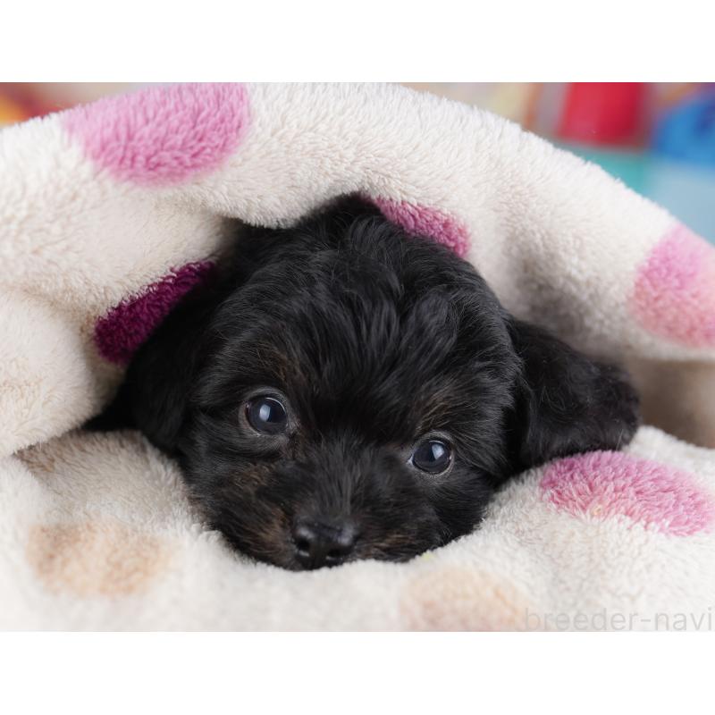 販売中の神奈川県のチワプー:チワワ×トイプードル-425478の14枚目