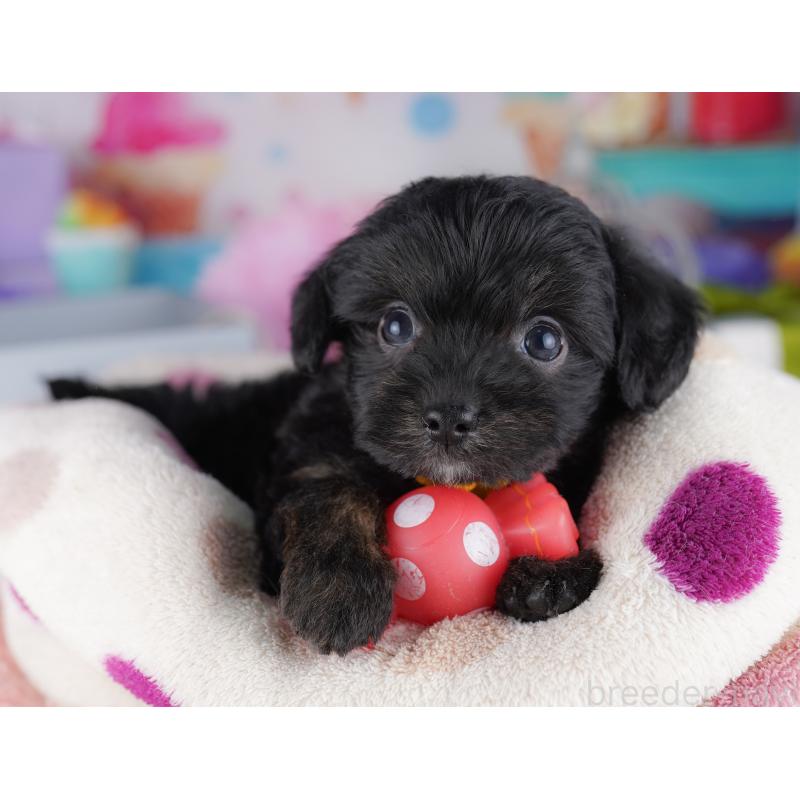 販売中の神奈川県のチワプー:チワワ×トイプードル-425478の12枚目