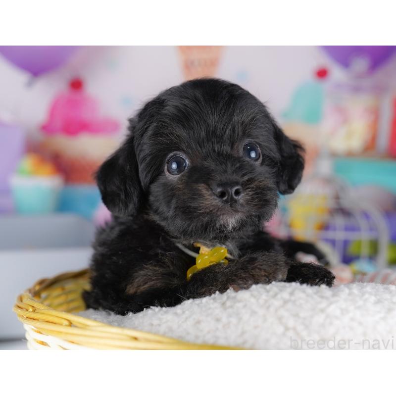 販売中の神奈川県のチワプー:チワワ×トイプードル-425478の11枚目