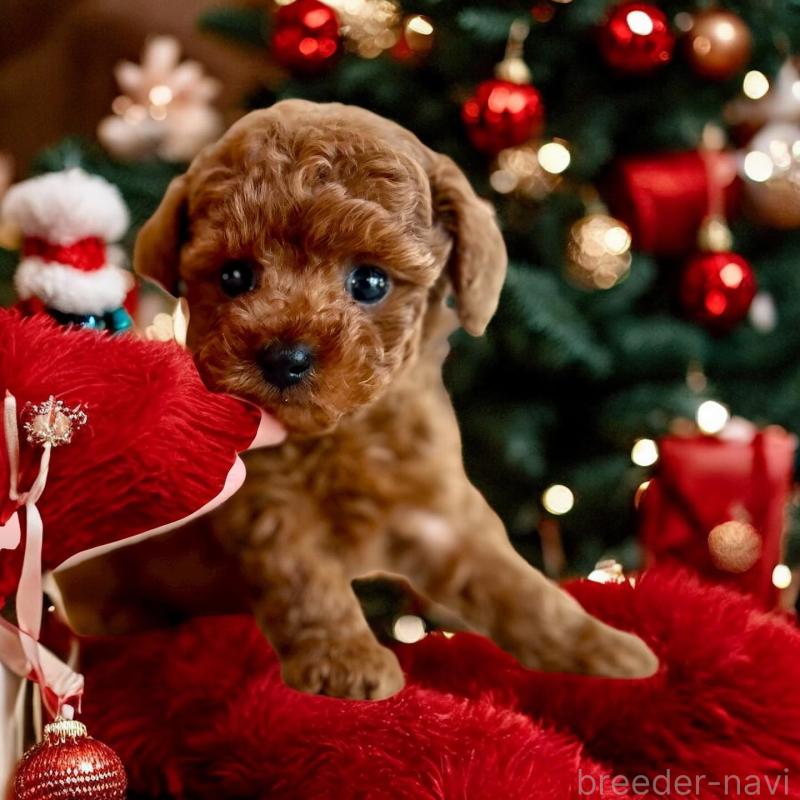 販売中の大阪府のタイニープードル-425479の3枚目