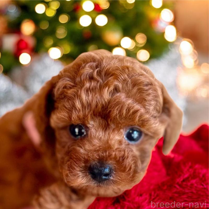 販売中の大阪府のタイニープードル-425479の2枚目