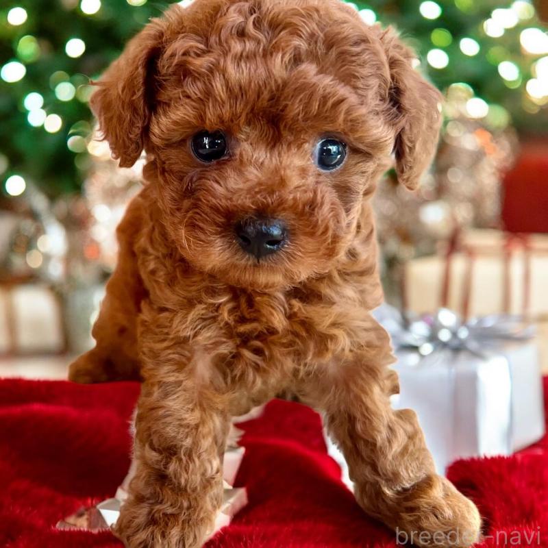 販売中の大阪府のタイニープードル-425479