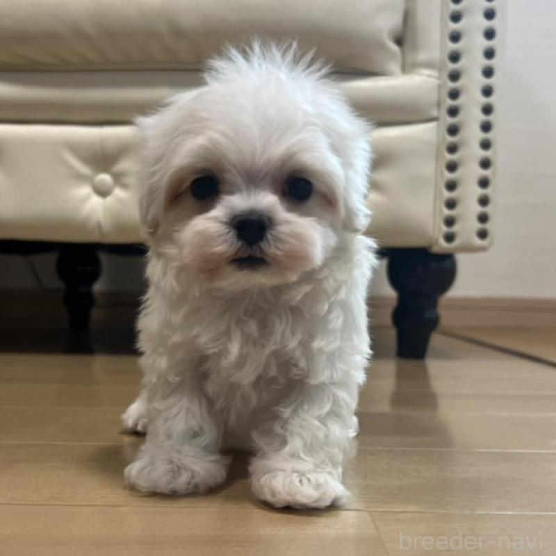 販売中の香川県のマルチーズ-425481