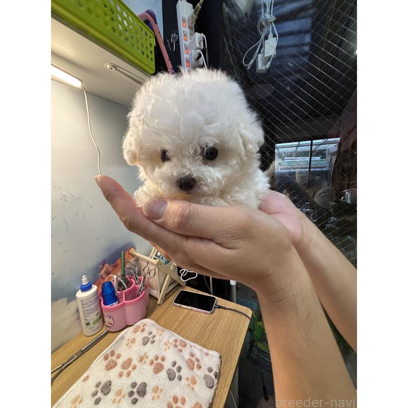 販売中の愛知県のビションフリーゼ-425482の5枚目