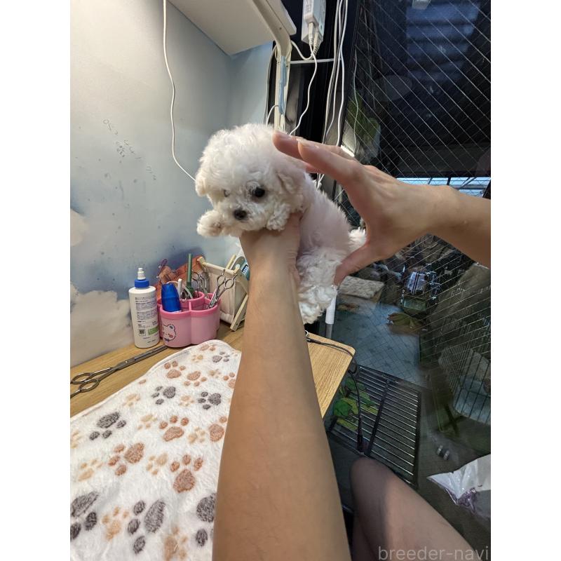 販売中の愛知県のビションフリーゼ-425482の4枚目