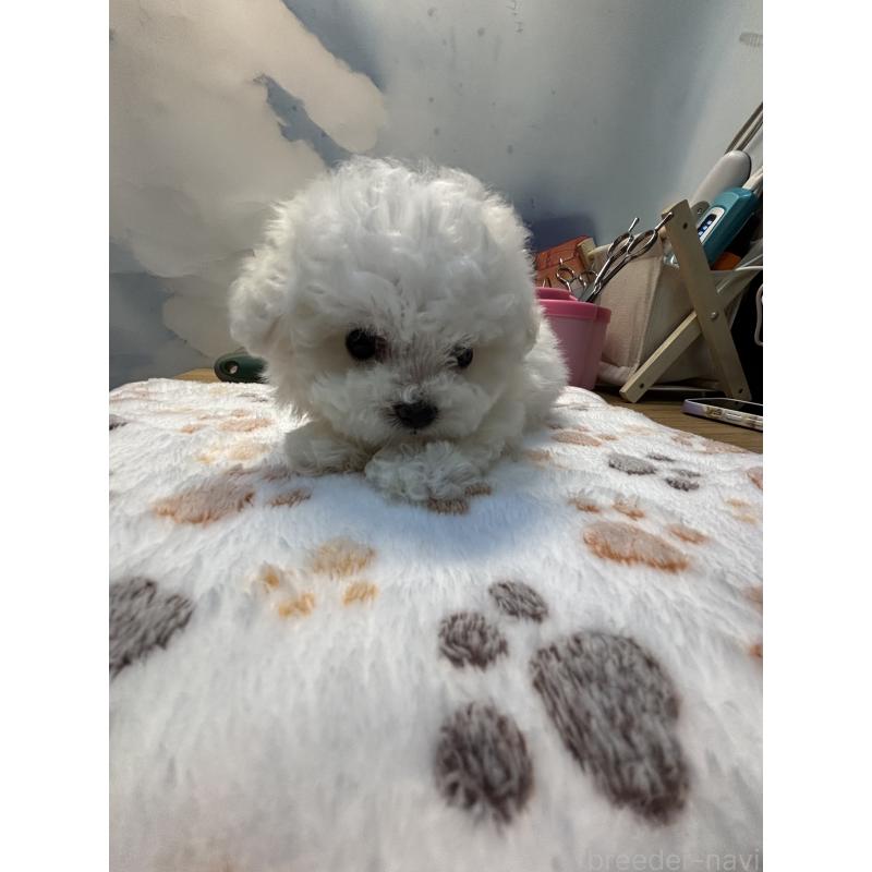 販売中の愛知県のビションフリーゼ-425482の3枚目