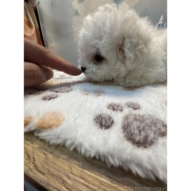 販売中の愛知県のビションフリーゼ-425482の2枚目