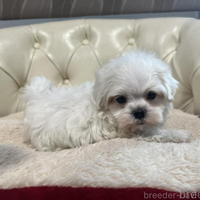 販売中の香川県のマルチーズ-425481の22枚目