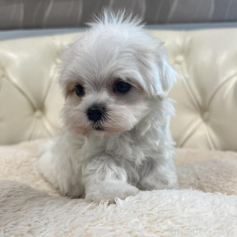 販売中の香川県のマルチーズ-425481の21枚目