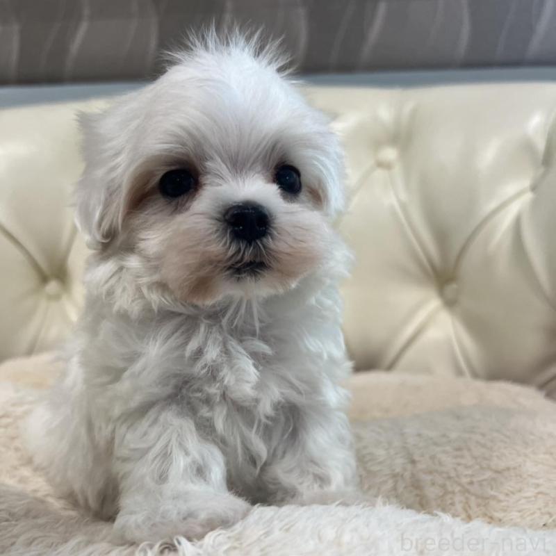 販売中の香川県のマルチーズ-425481の20枚目