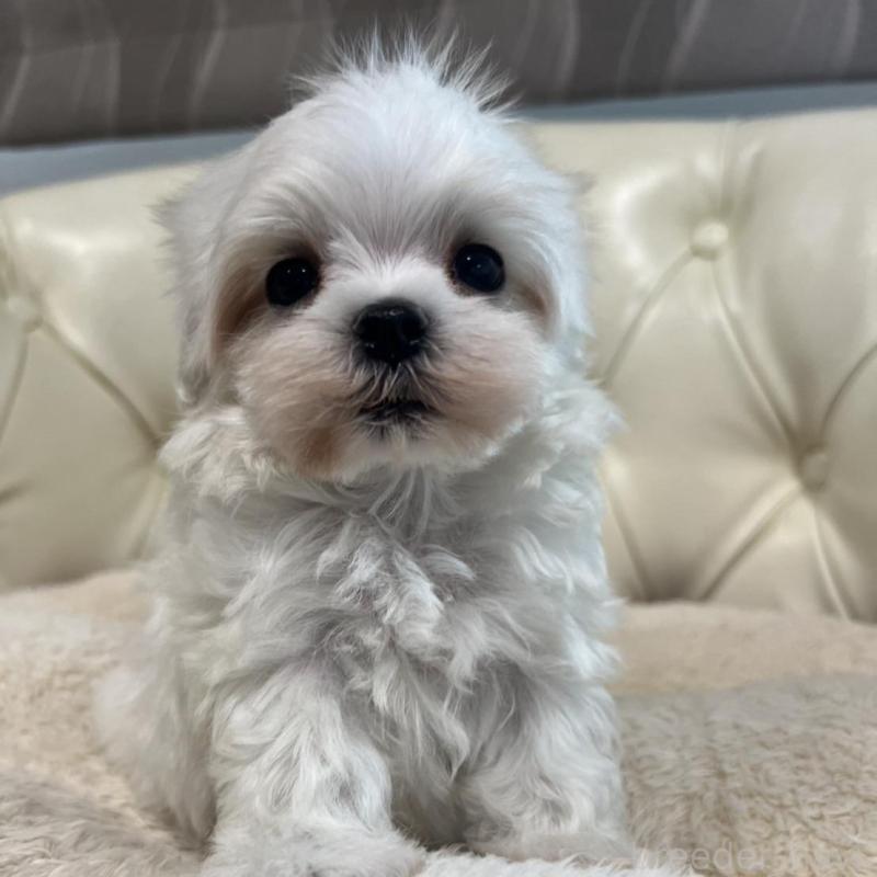 販売中の香川県のマルチーズ-425481の19枚目