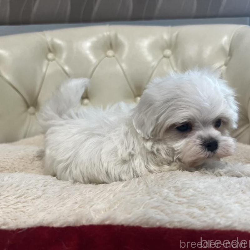 販売中の香川県のマルチーズ-425481の17枚目