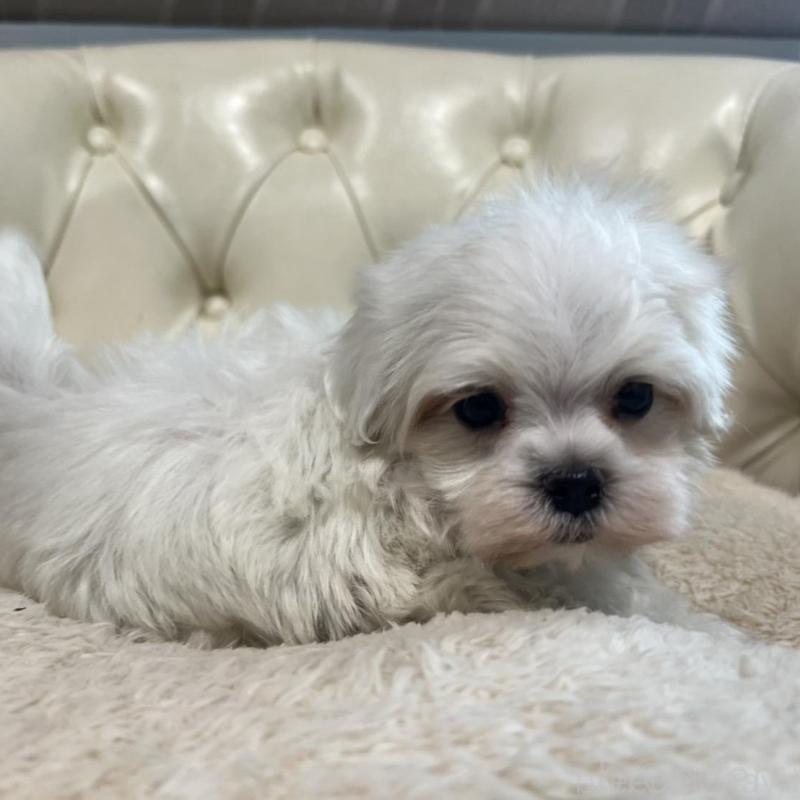 販売中の香川県のマルチーズ-425481の16枚目