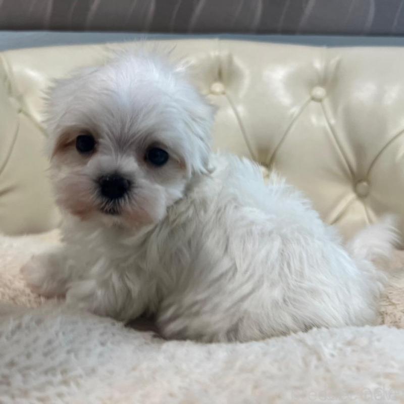 販売中の香川県のマルチーズ-425481の15枚目