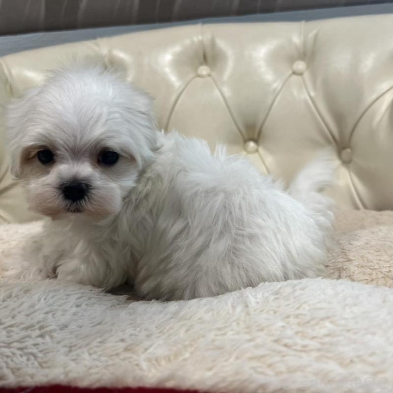 販売中の香川県のマルチーズ-425481の14枚目