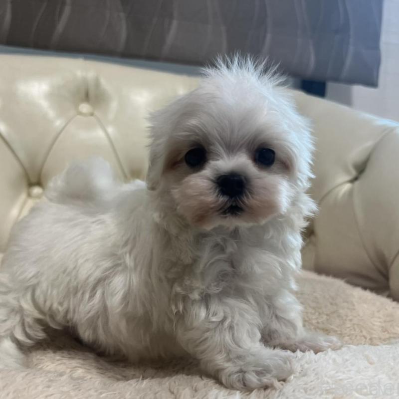 販売中の香川県のマルチーズ-425481の13枚目