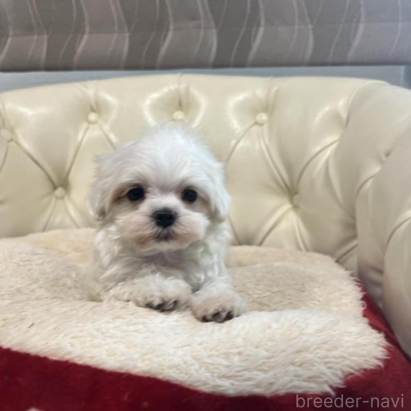 販売中の香川県のマルチーズ-425481の11枚目