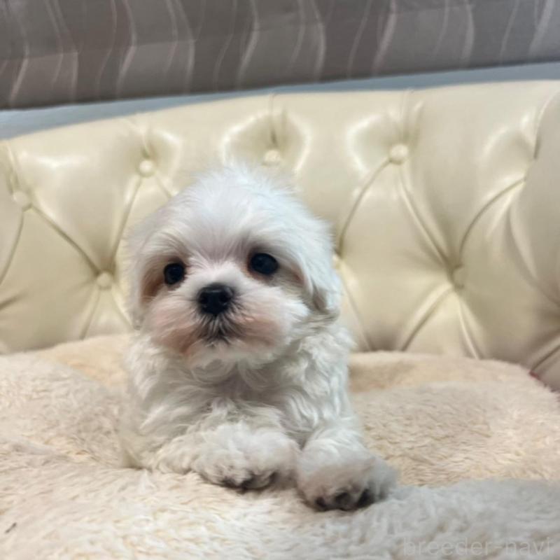 販売中の香川県のマルチーズ-425481の10枚目