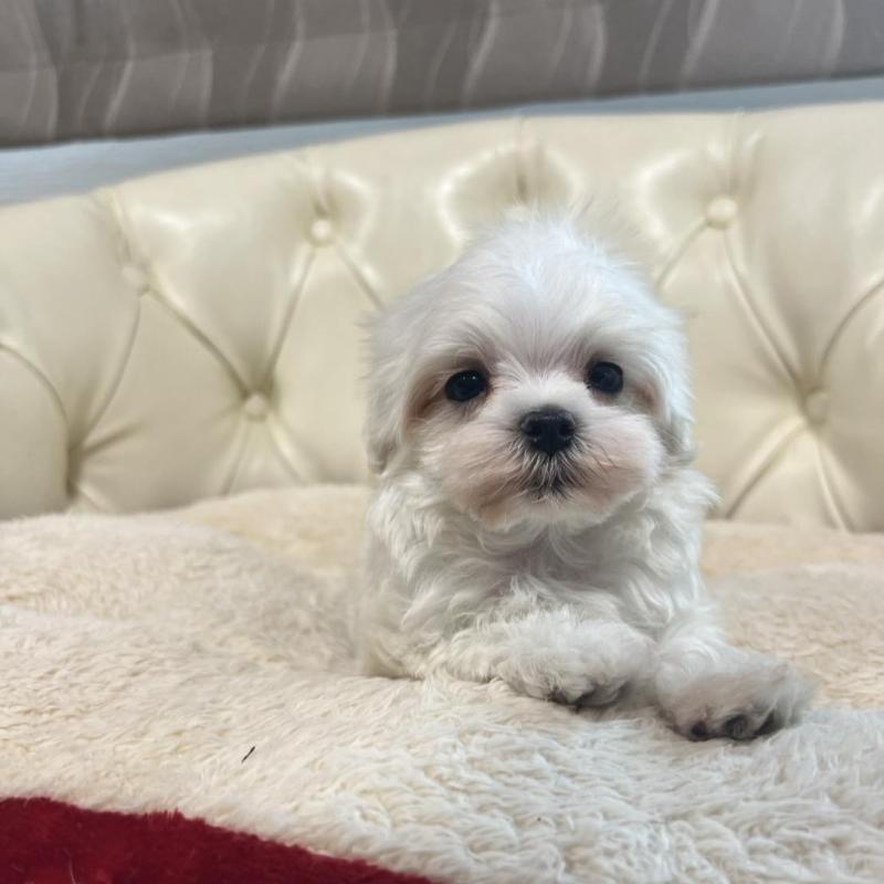 販売中の香川県のマルチーズ-425481の9枚目