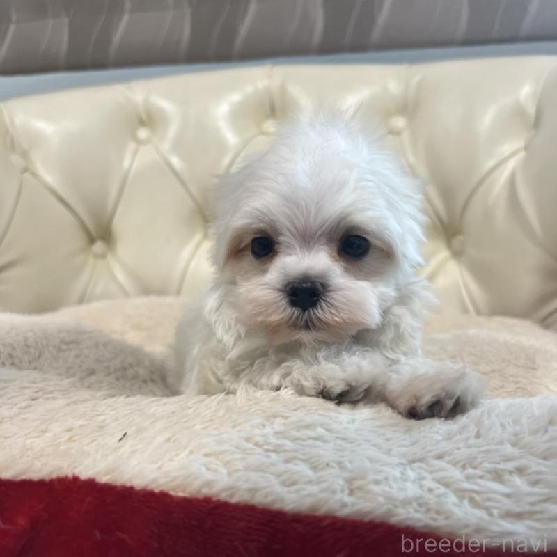 販売中の香川県のマルチーズ-425481の8枚目