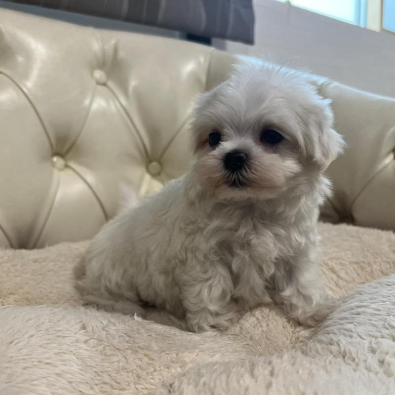 販売中の香川県のマルチーズ-425481の6枚目