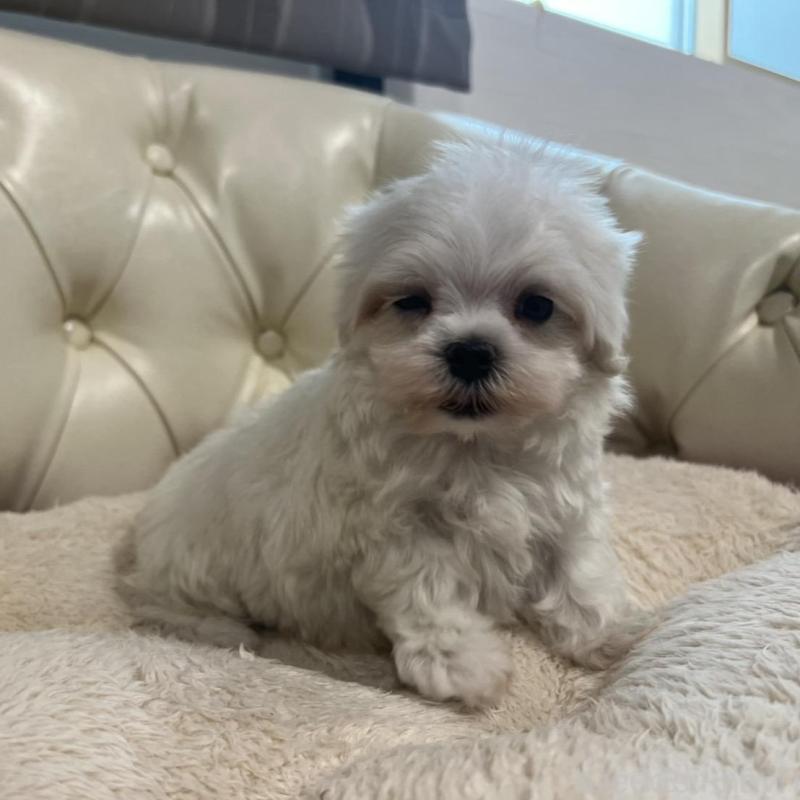 販売中の香川県のマルチーズ-425481の5枚目