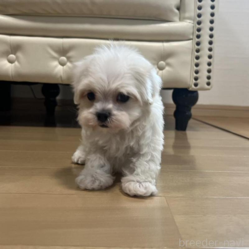 販売中の香川県のマルチーズ-425481の4枚目