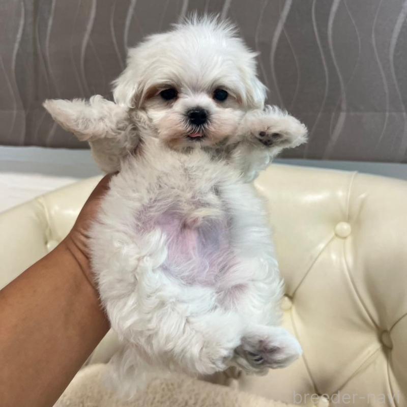 販売中の香川県のマルチーズ-425481の3枚目