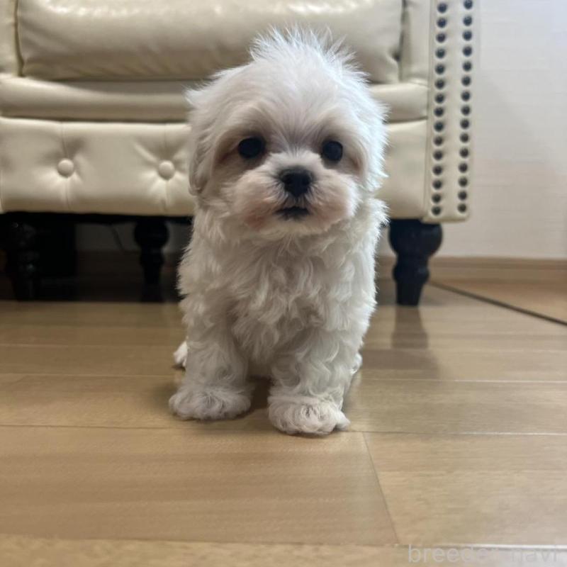 販売中の香川県のマルチーズ-425481の2枚目