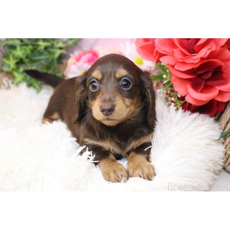 販売中の香川県のカニンヘンダックスフンド(ロングヘアード)-420649の7枚目