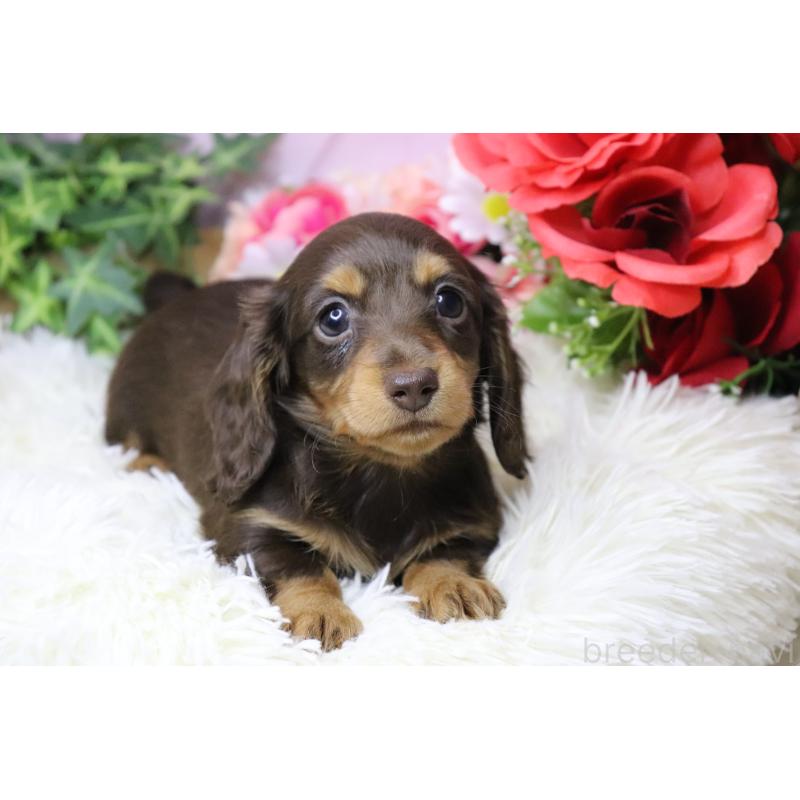 販売中の香川県のカニンヘンダックスフンド(ロングヘアード)-420649の6枚目