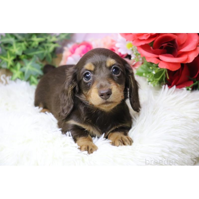 販売中の香川県のカニンヘンダックスフンド(ロングヘアード)-420649の5枚目