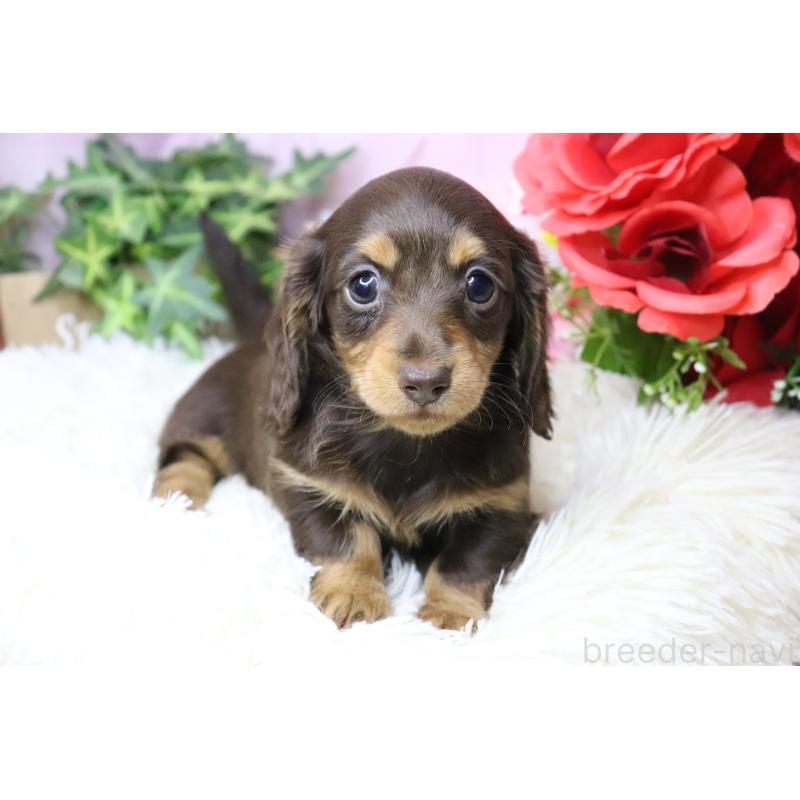 販売中の香川県のカニンヘンダックスフンド(ロングヘアード)-420649の4枚目