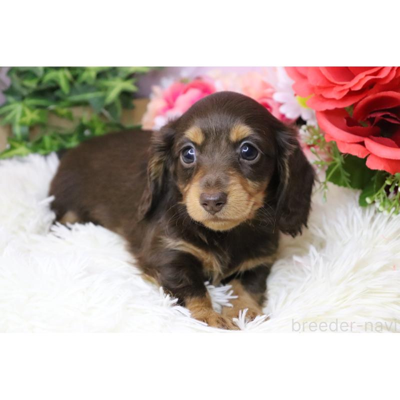 販売中の香川県のカニンヘンダックスフンド(ロングヘアード)-420649の3枚目