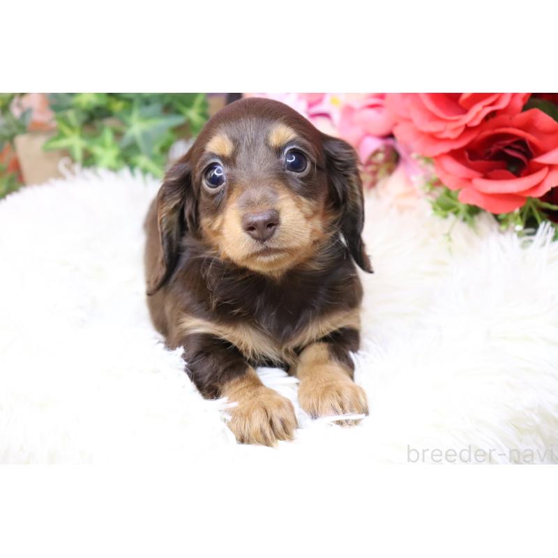 販売中の香川県のカニンヘンダックスフンド(ロングヘアード)-420649の2枚目