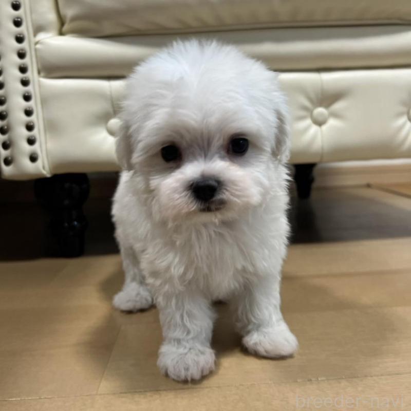 販売中の香川県のマルチーズ-425483