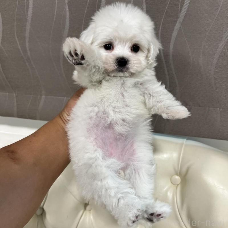 販売中の香川県のマルチーズ-425483の19枚目