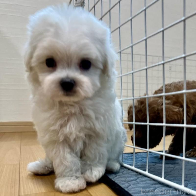 販売中の香川県のマルチーズ-425483の18枚目