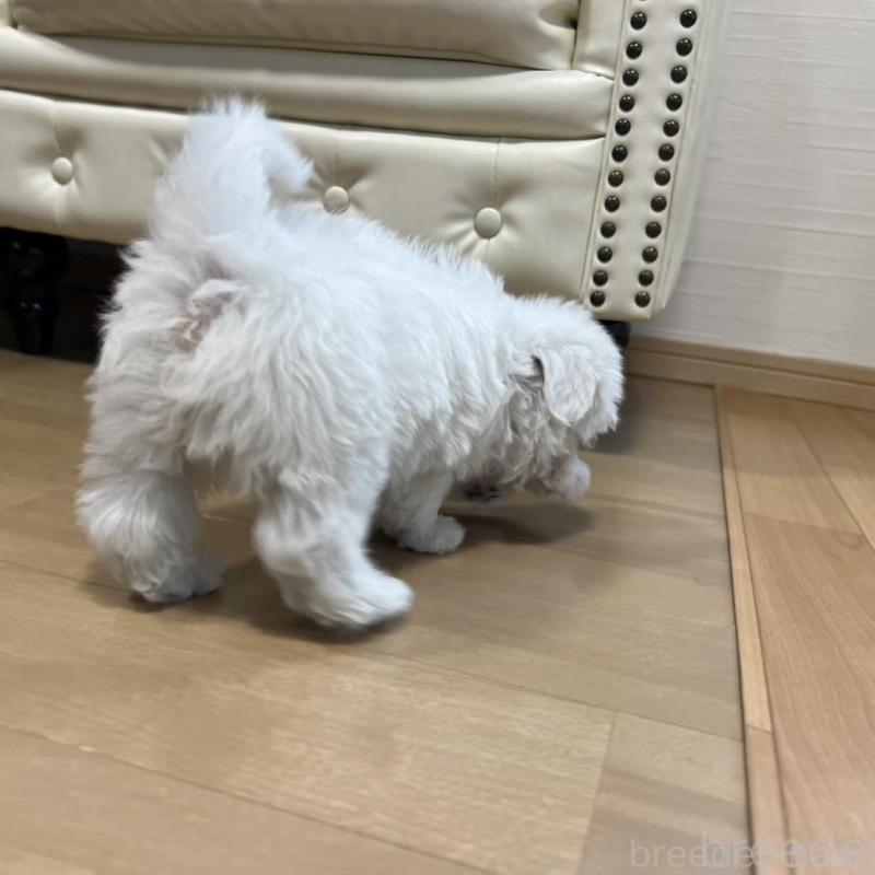 販売中の香川県のマルチーズ-425483の17枚目