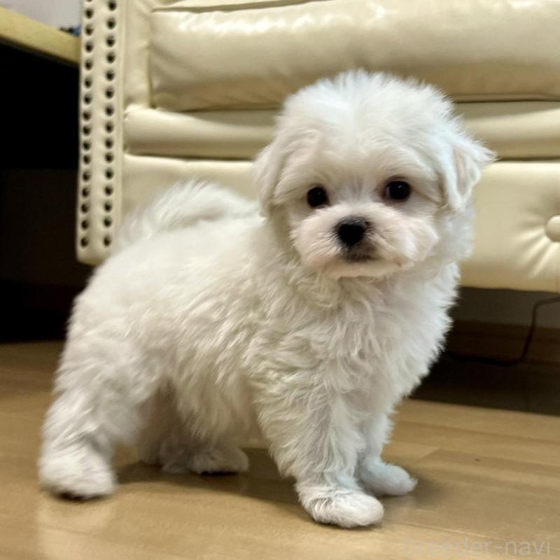 販売中の香川県のマルチーズ-425483の16枚目