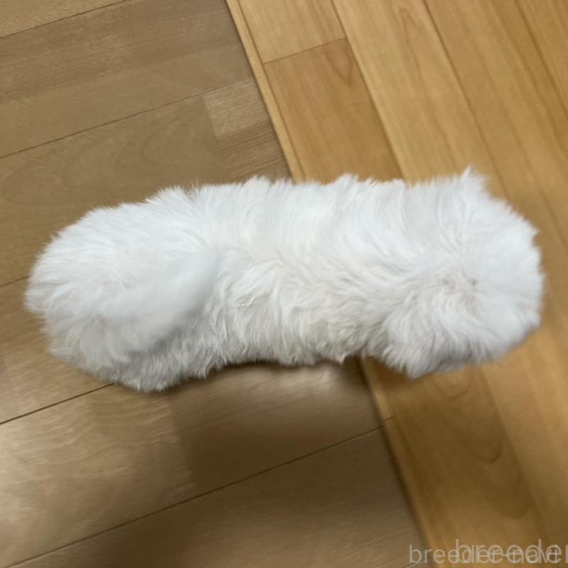 販売中の香川県のマルチーズ-425483の15枚目