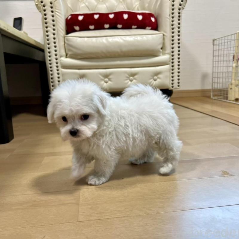 販売中の香川県のマルチーズ-425483の14枚目