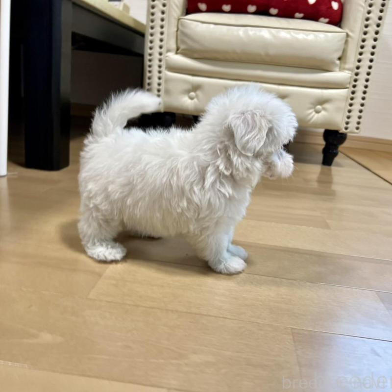 販売中の香川県のマルチーズ-425483の13枚目