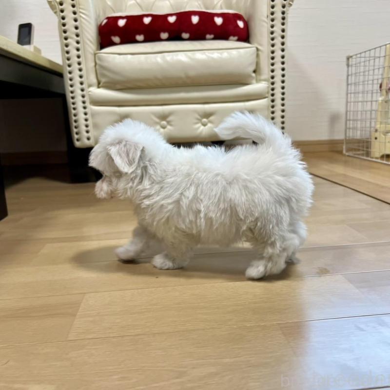 販売中の香川県のマルチーズ-425483の12枚目