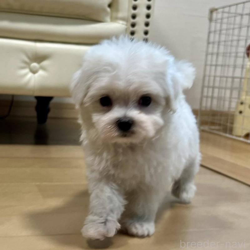 販売中の香川県のマルチーズ-425483の11枚目