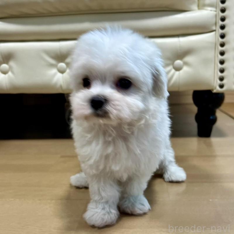 販売中の香川県のマルチーズ-425483の10枚目