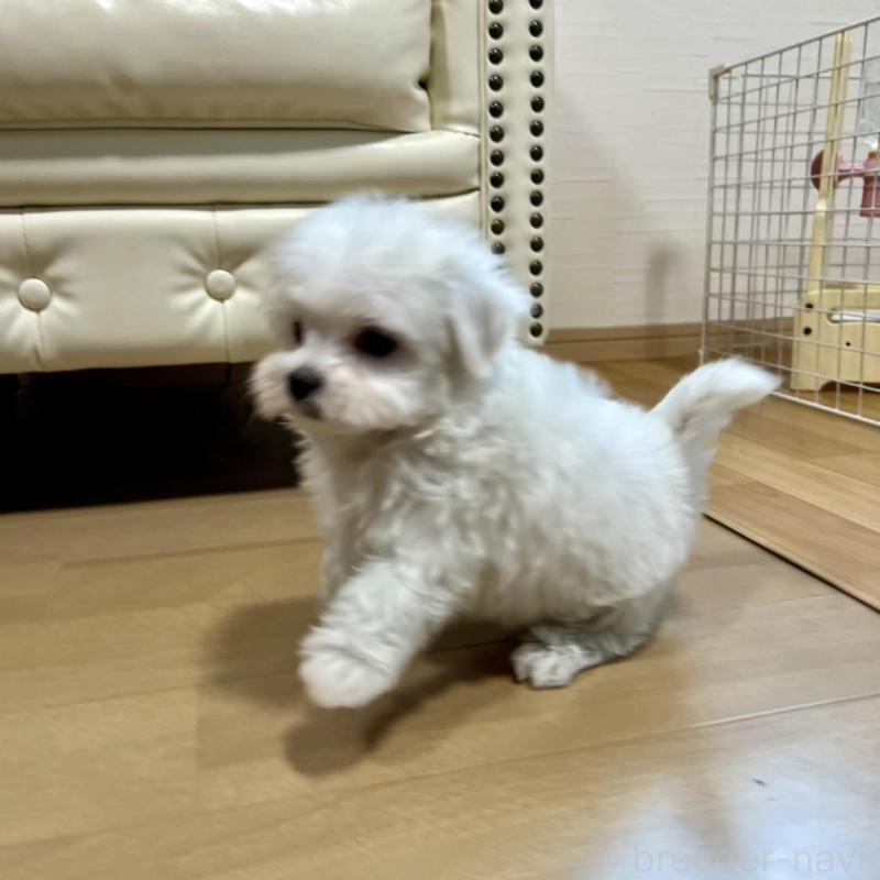 販売中の香川県のマルチーズ-425483の9枚目